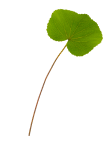 overlay-leaf